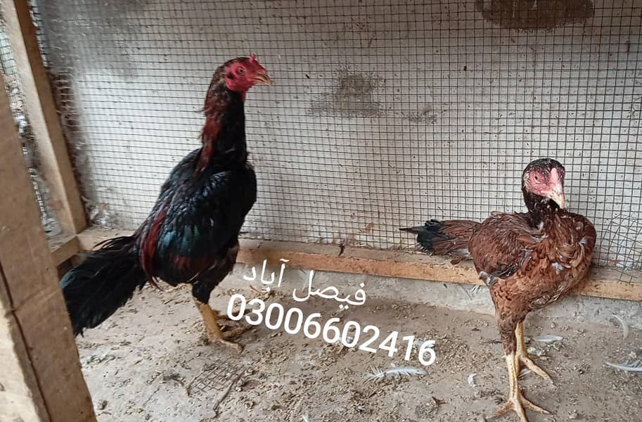 بریڈر جوڑا 1