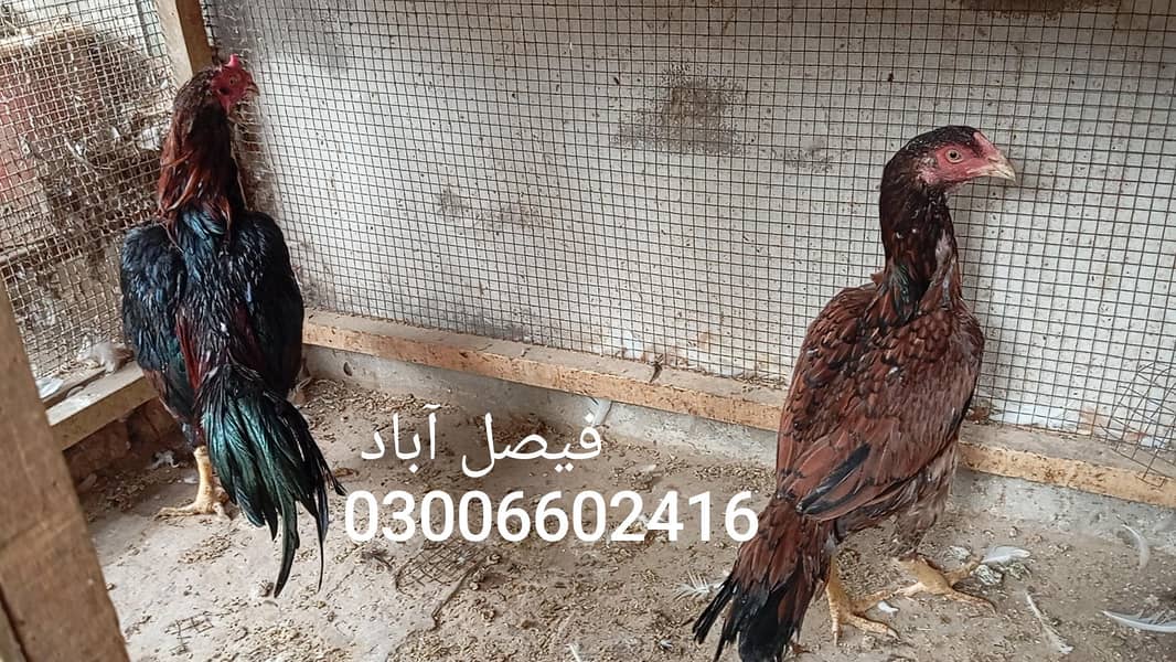بریڈر جوڑا 2