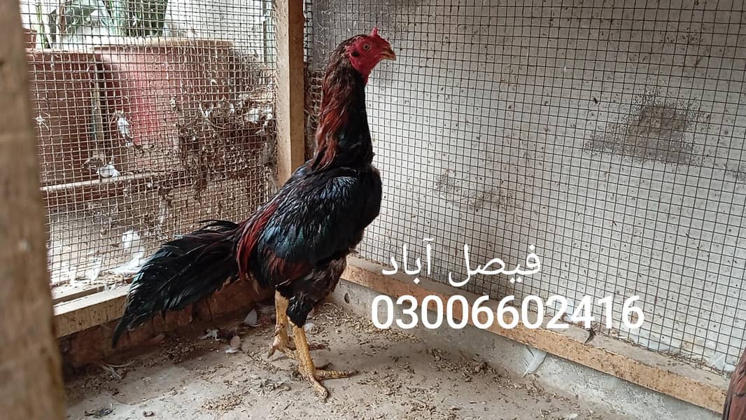 بریڈر جوڑا 3