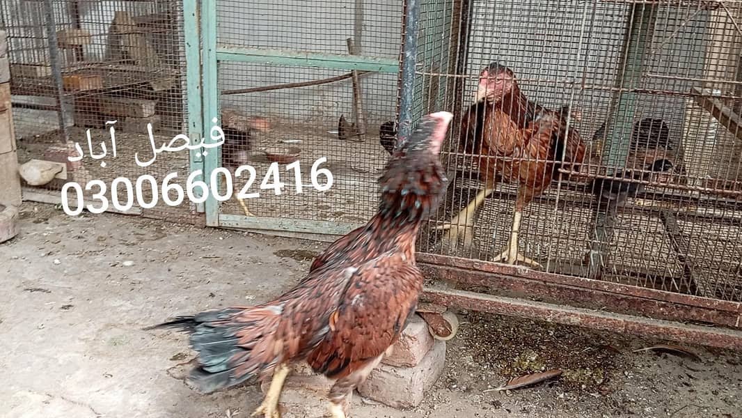 بریڈر جوڑا 0