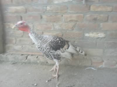 Turkey