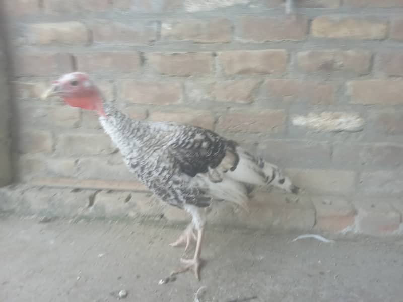 Turkey 0