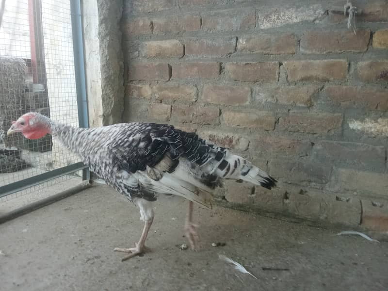 Turkey 1