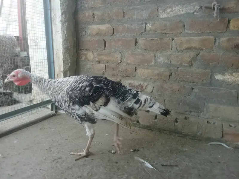 Turkey — photo 2