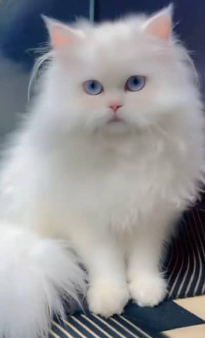 Persian cat triple coat Punch face vaccineated delivery available