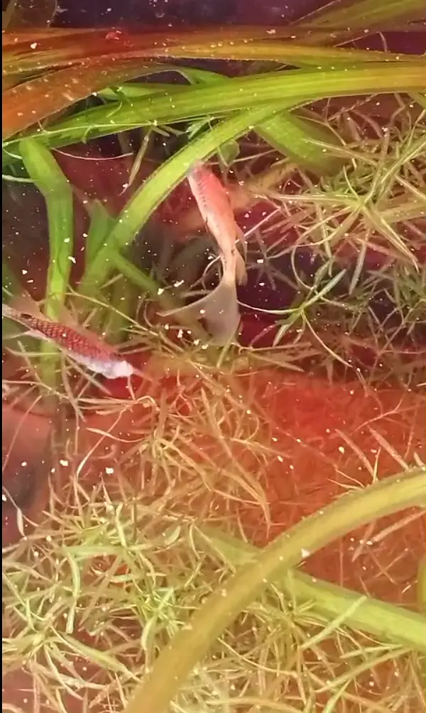 امپورٹڈ روزی بارب مچھلیاں برائے فروخت Imported Rosy Barbs for Sale — photo 2