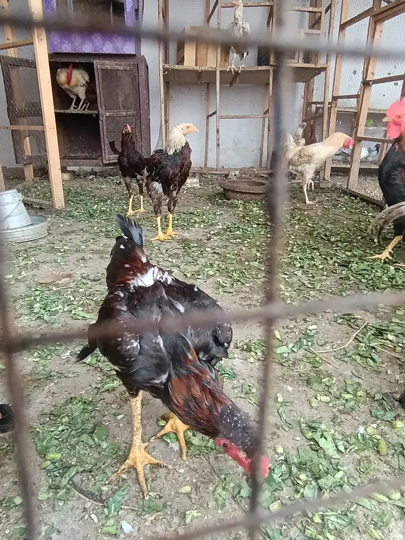 home breed — photo 2