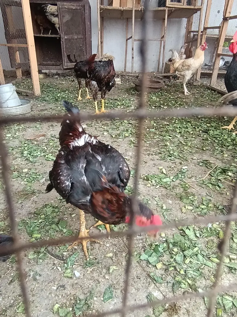 home breed — photo 3