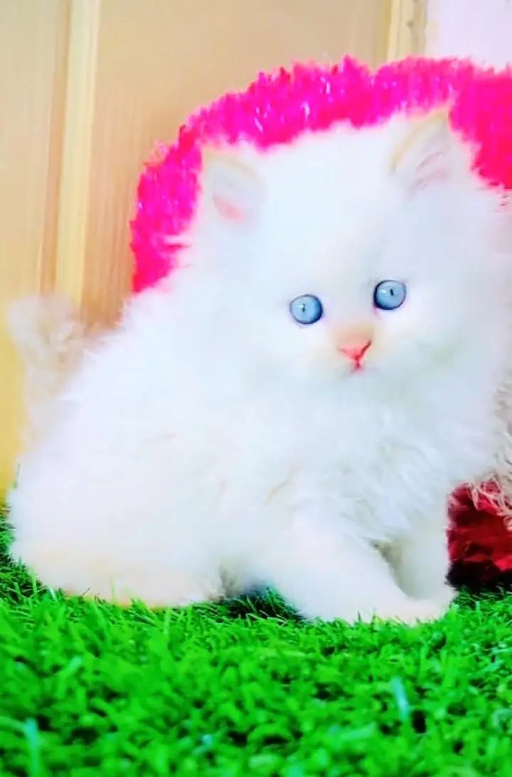 Persian cat triple coat Punch face vaccineated delivery available — photo 3