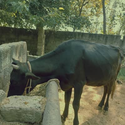 Fresian cow | wachi | 1st timer | pregnant cow | gabban | gay