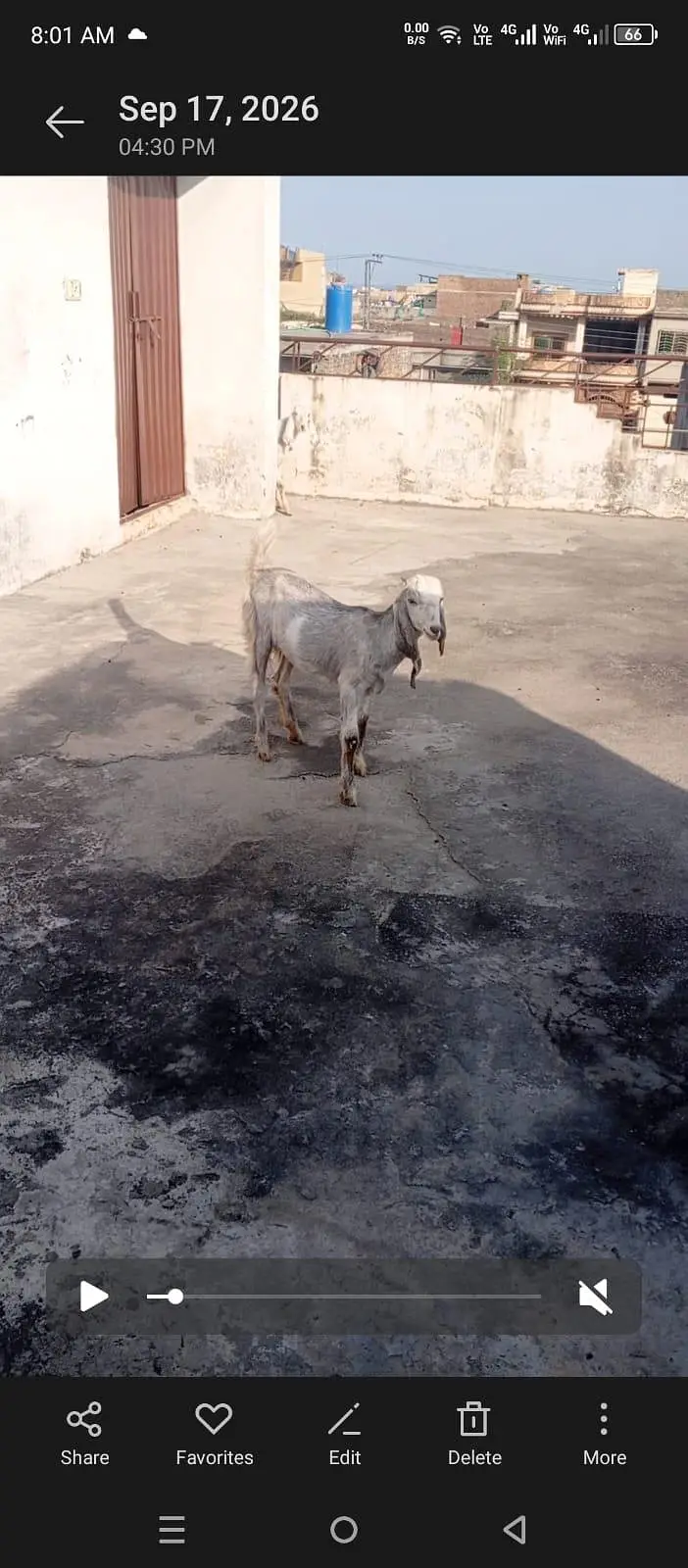 Animal — photo 2