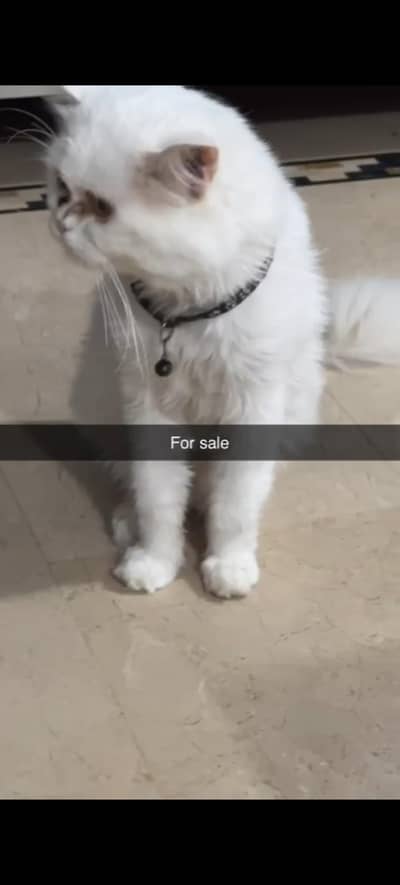 Persian pure White cat