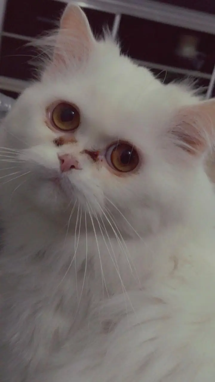 Persian pure White cat — photo 2