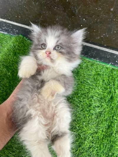 PERSIAN KITTEN