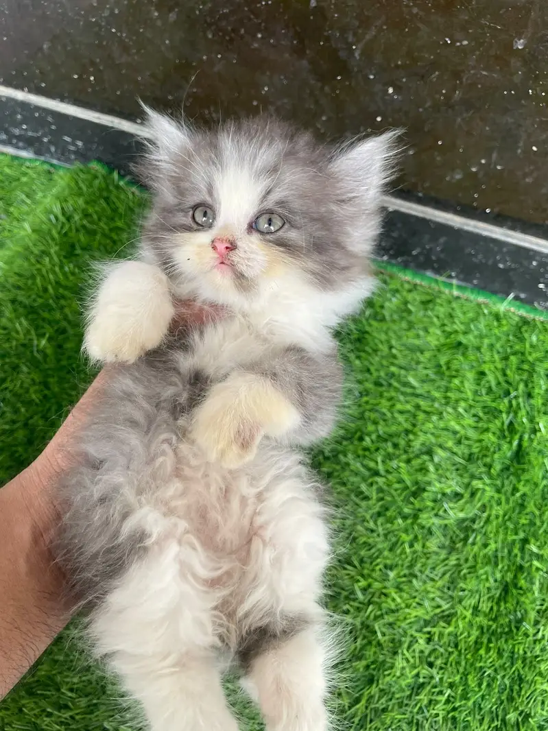 PERSIAN KITTEN