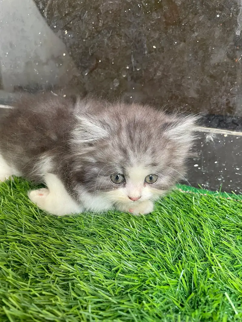 PERSIAN KITTEN — photo 2