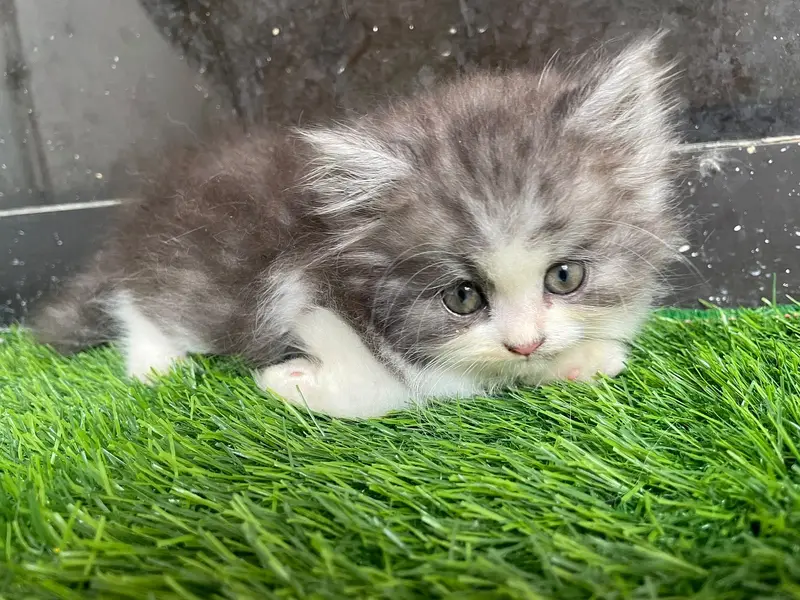 PERSIAN KITTEN — photo 3