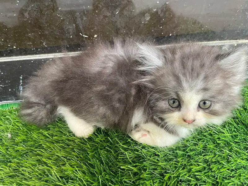 PERSIAN KITTEN — photo 4