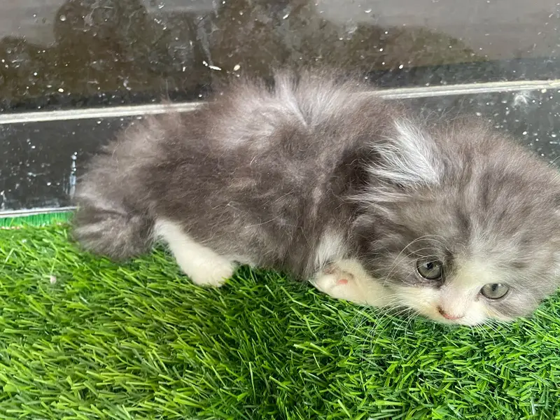 PERSIAN KITTEN — photo 5