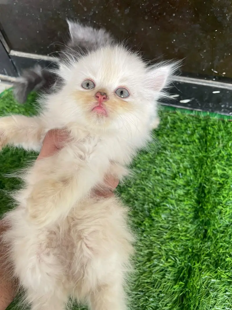 PERSIAN KITTEN — photo 6