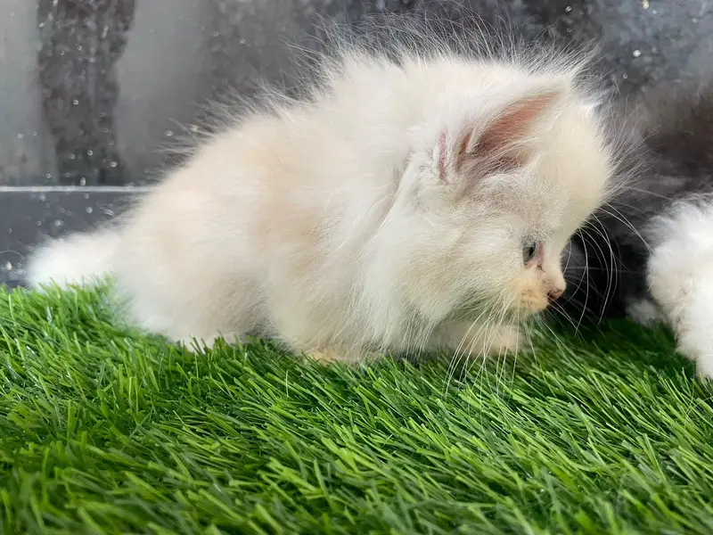 PERSIAN KITTEN — photo 7