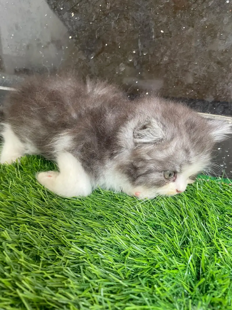 PERSIAN KITTEN — photo 8