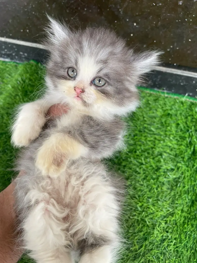 PERSIAN KITTEN — photo 9