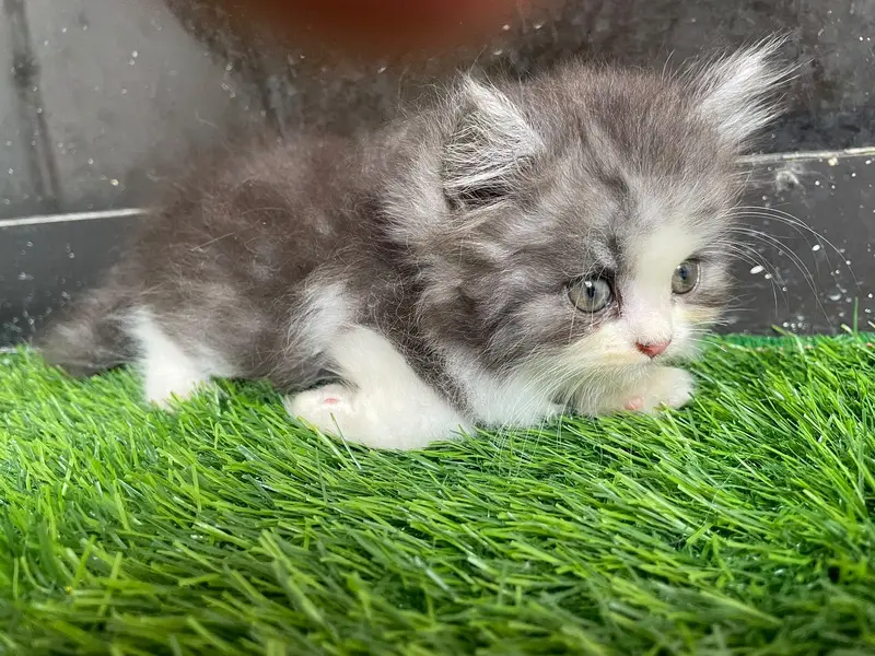 PERSIAN KITTEN — photo 10