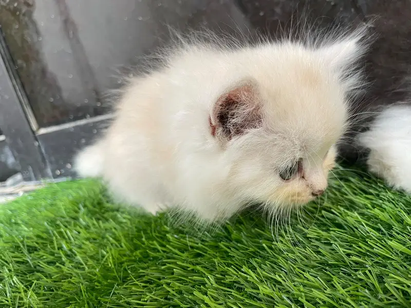 PERSIAN KITTEN — photo 11