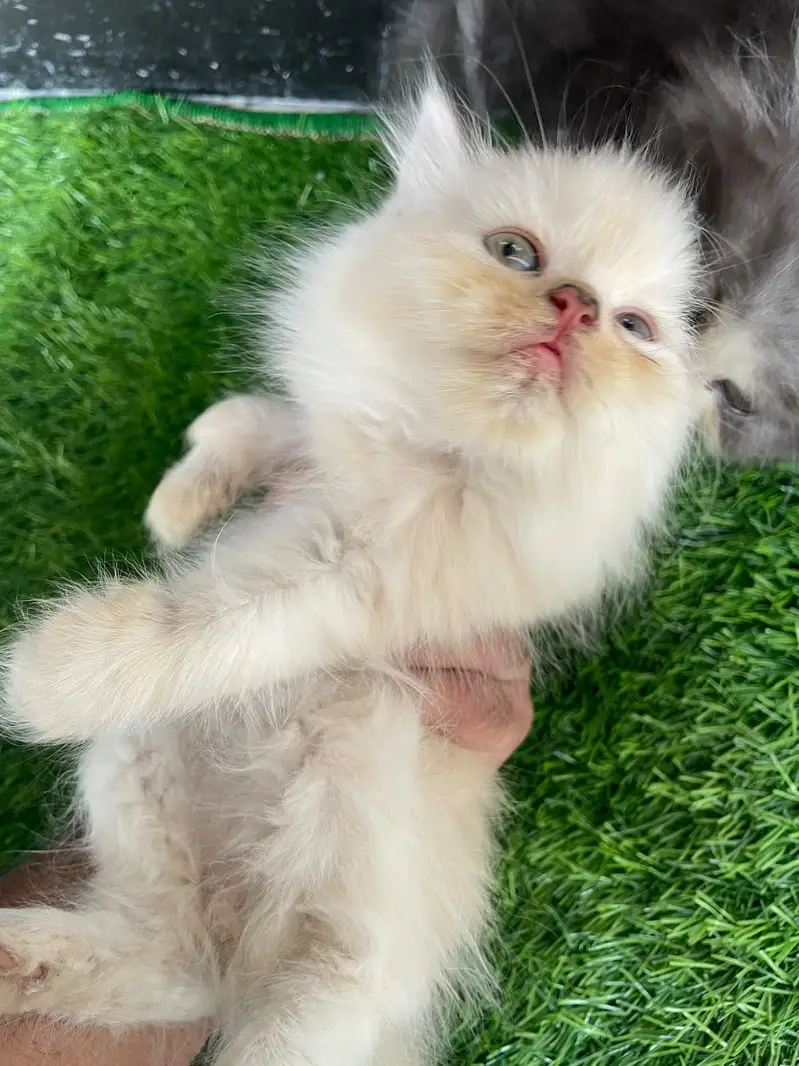 PERSIAN KITTEN — photo 12