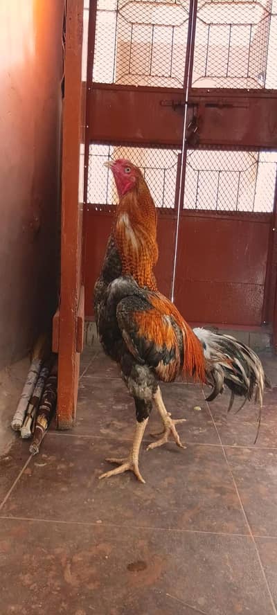 urgent for sale