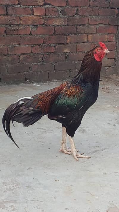 Aseel murga / aseel murgi / mushka / java