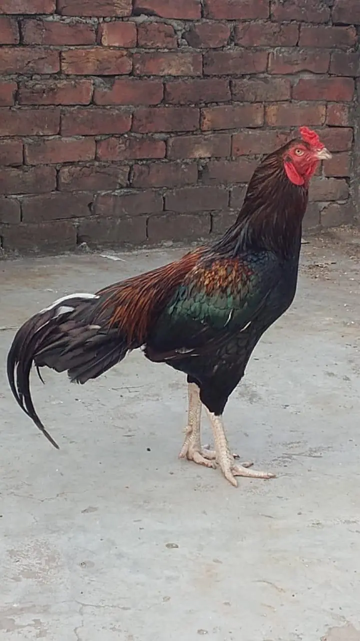 Aseel murga / aseel murgi / mushka / java