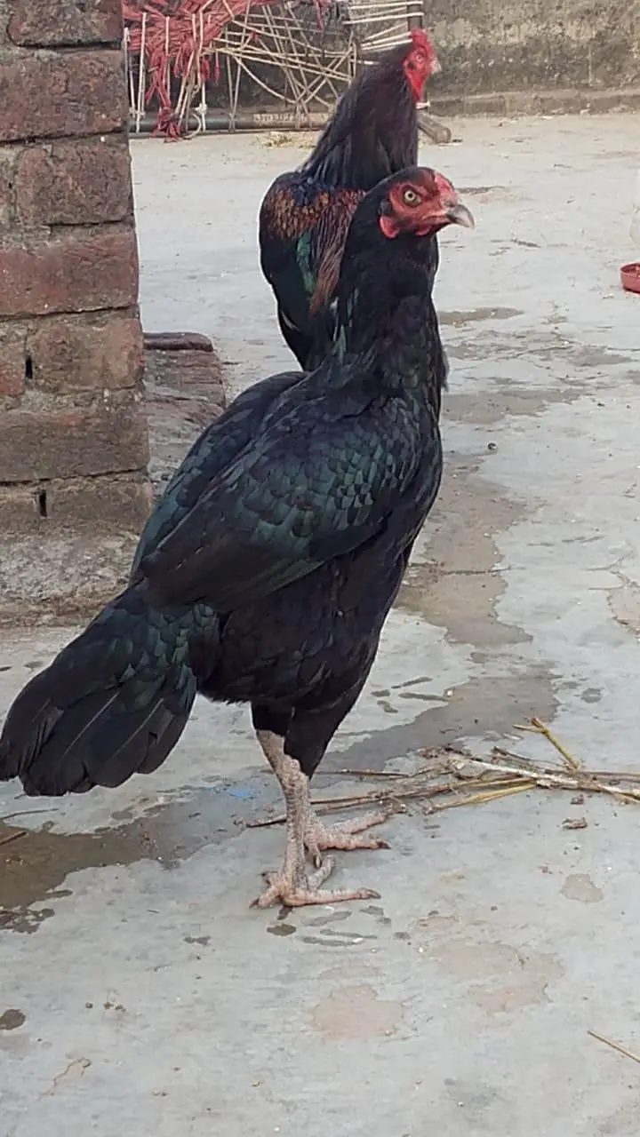 Aseel murga / aseel murgi / mushka / java — photo 2