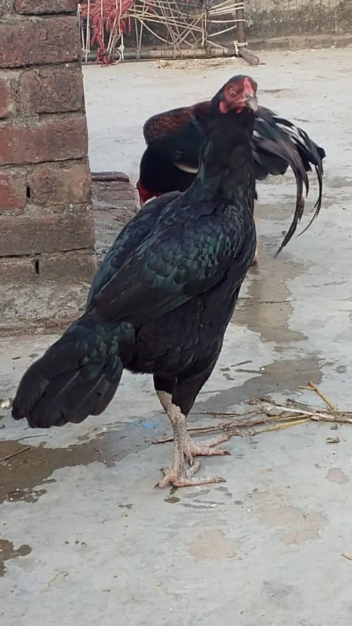 Aseel murga / aseel murgi / mushka / java — photo 3