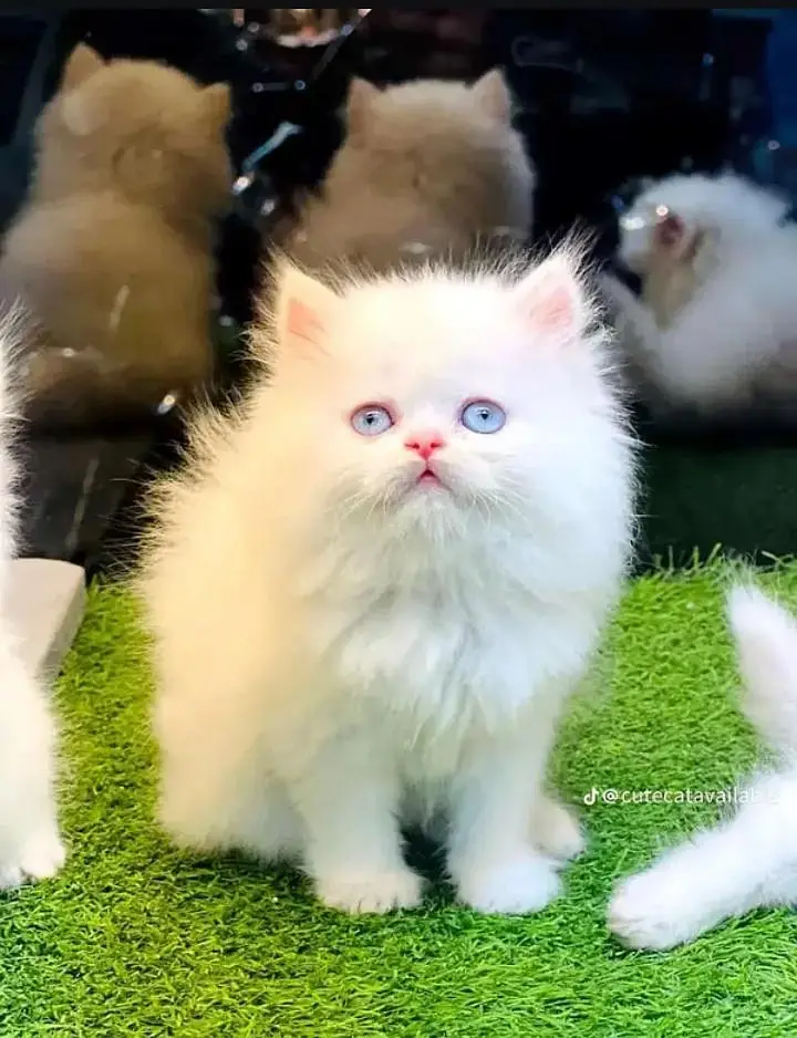 Persian cat triple coat Punch face vaccineated delivery available — photo 6