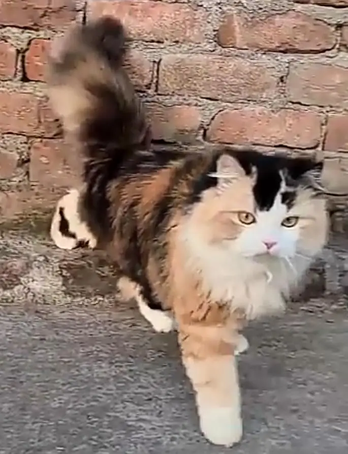 Persian cat triple coat Punch face vaccineated delivery available — photo 9