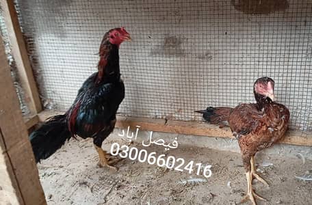 میانوالی ویتنامی کراس نر اور کمالیہ چکس