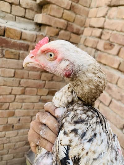Patha for sale all ok cn 03006373965