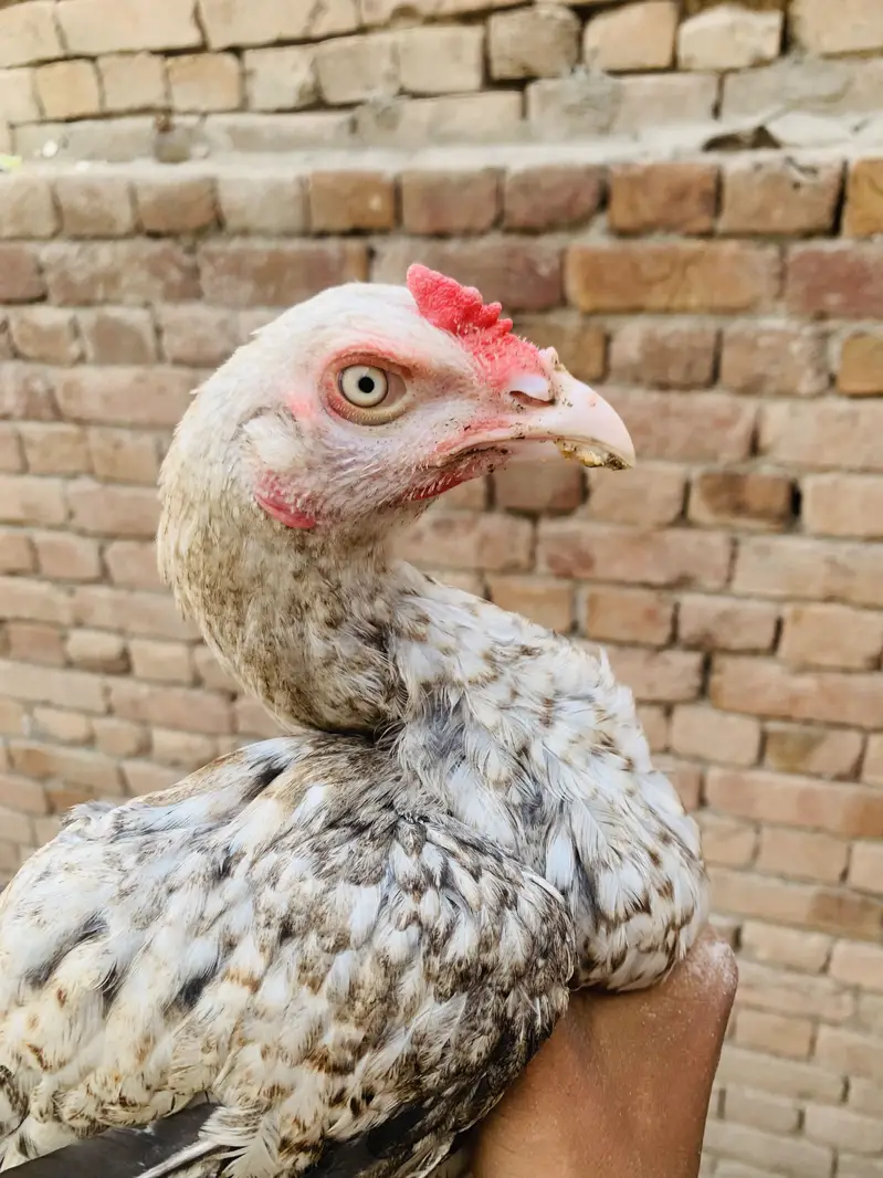 Patha for sale all ok cn 03006373965 — photo 2