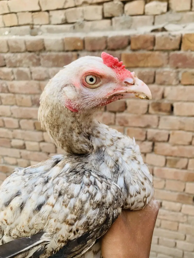 Patha for sale all ok cn 03006373965 — photo 3