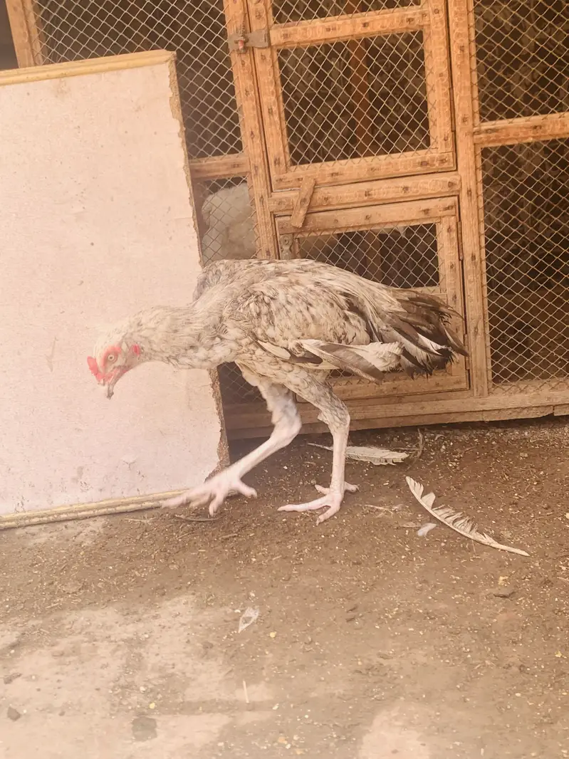 Patha for sale all ok cn 03006373965 — photo 4