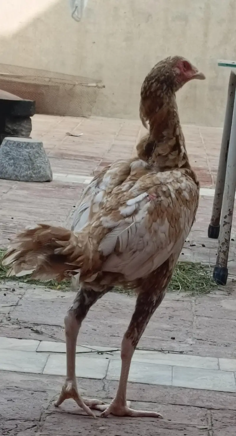 Aseel — photo 3