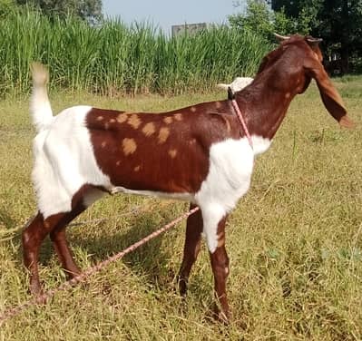 Desi Bakra for Sale Wtap;03052030965