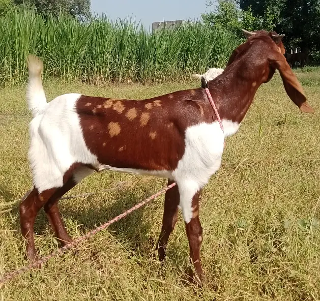 Desi Bakra for Sale Wtap;03052030965