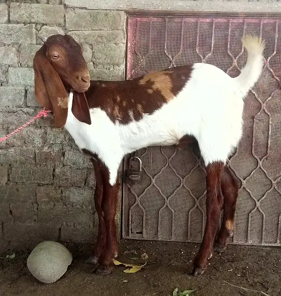 Desi Bakra for Sale Wtap;03052030965 — photo 2