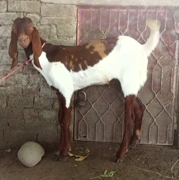 Desi Bakra for Sale Wtap;03052030965 — photo 3