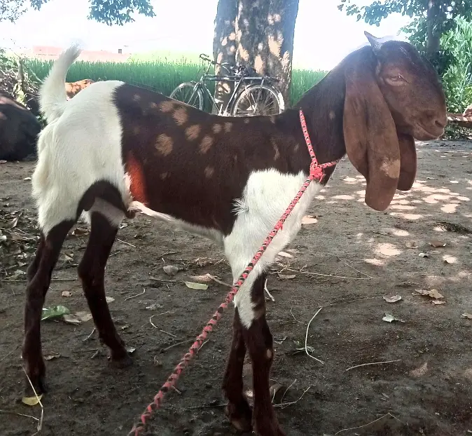 Desi Bakra for Sale Wtap;03052030965 — photo 4