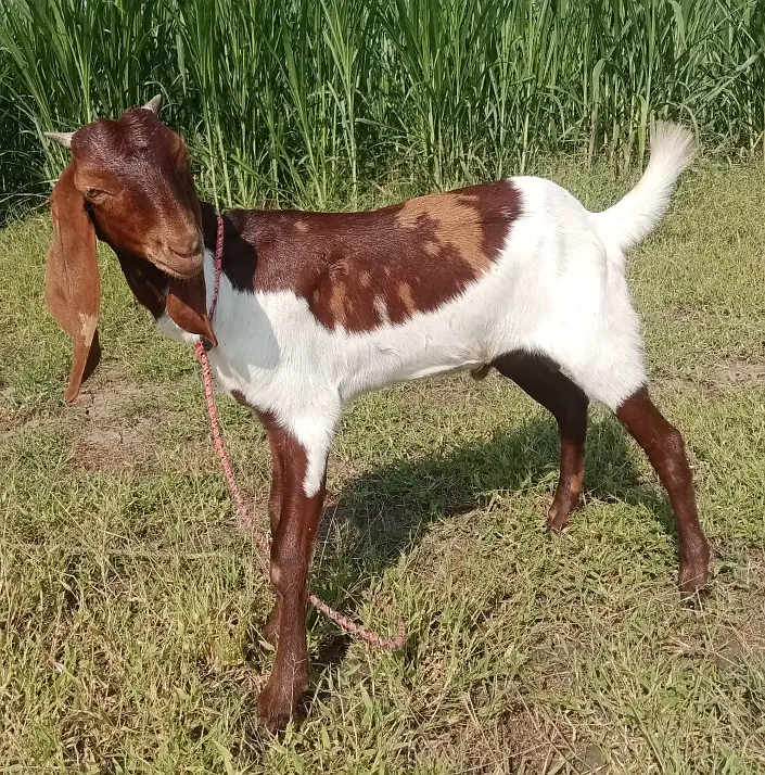 Desi Bakra for Sale Wtap;03052030965 — photo 5
