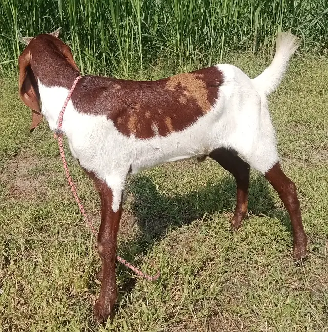 Desi Bakra for Sale Wtap;03052030965 — photo 6